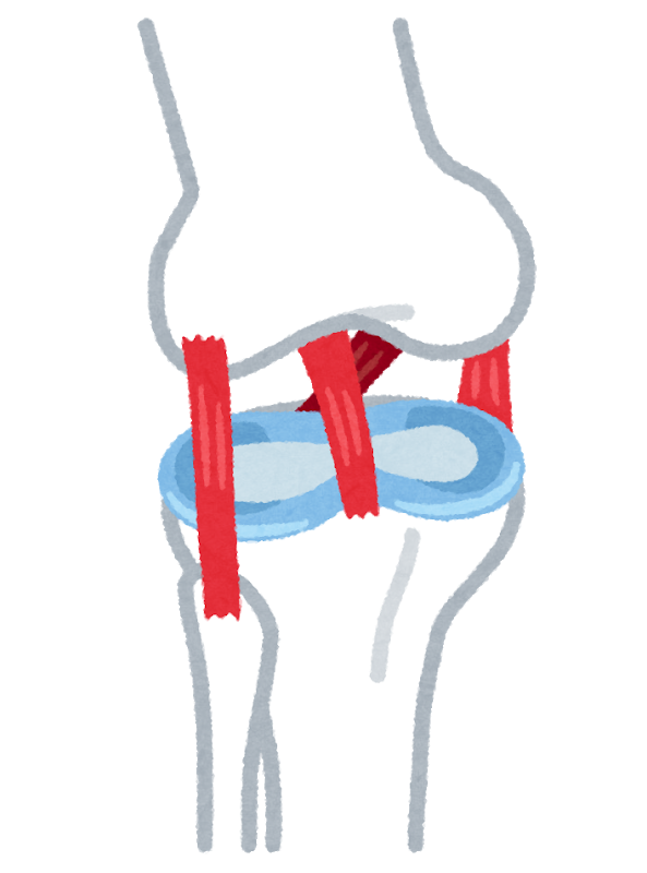 いらすとやによる膝前十字靭帯のイラスト